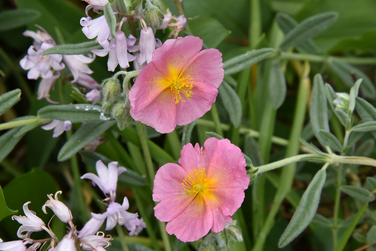 Helianthemum  'Wisley Pink'Zonneroosje bestellen